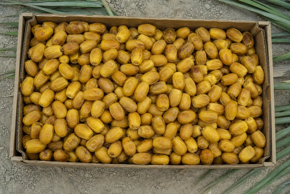 pani-zahedi-dates-buying-guide-0-1788065925461