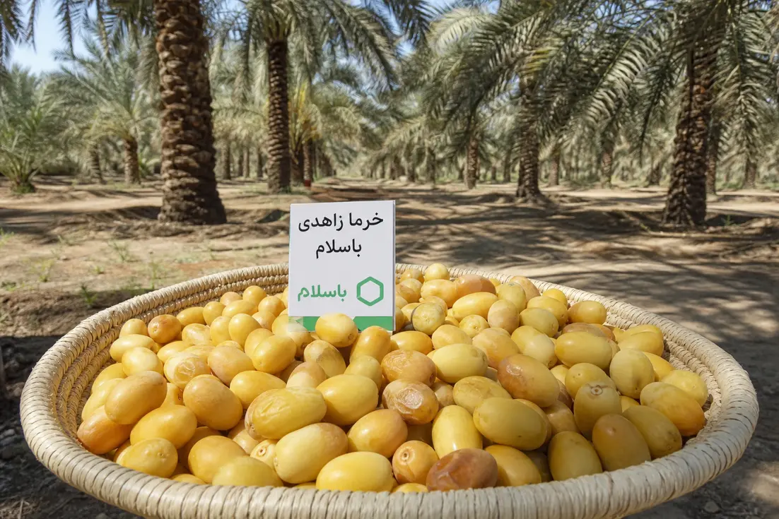 zahdi-dates-basalam-buying-guide-0-1788011256070