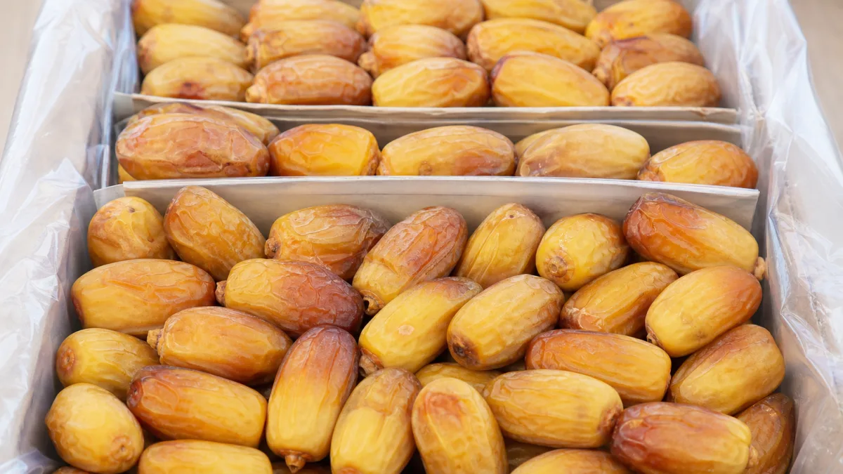 خرما زاهدی ساغر برای مصرف روزانه و بسته‌بندی تجاری ممتاز