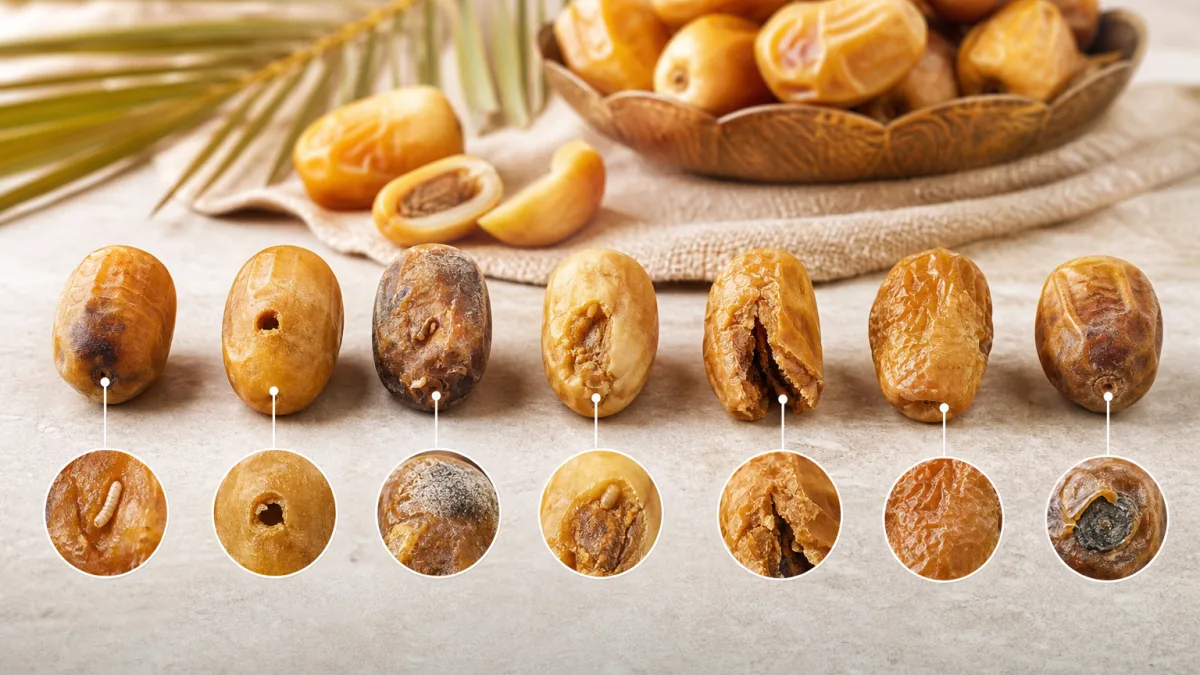 راهنمای تشخیص ظاهر خرما زاهدی ممتاز
