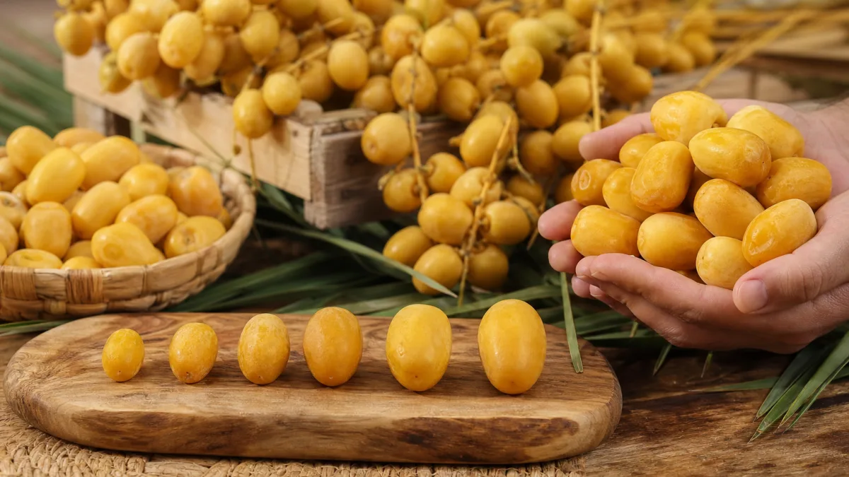 قیمت خرما زاهدی تازه برای خرید